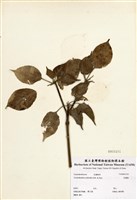 藏品(昆欄樹)的圖片